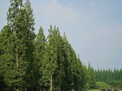 -黄海国家森林公园