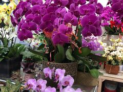 -双季花艺园艺市场(浦东店)