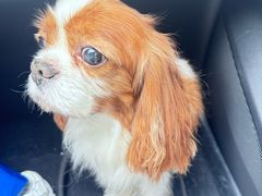 -悠尼宠物·独立低压伊珊娜洗护·美容·寄养(兰谷路店)