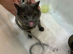 -momokira米努特·德文卷毛猫·棉花面纱犬