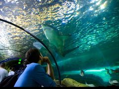 -悉尼海洋生物水族馆