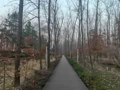 -合肥滨湖国家森林公园