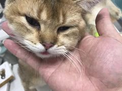 -伟伟宠物医院·瑞派猫友好医院·猫科(光谷店)