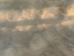 -碧海金沙