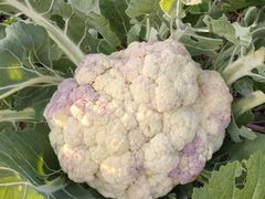 -初溪土楼群