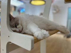 -1013 PET SHOP精品宠物商店(丁香店)