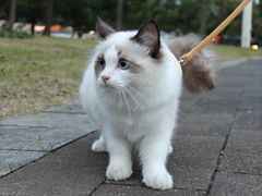 -艾贝尔宠物医院 ·内科全科(梁溪路店)