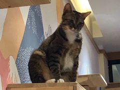 -滚猫咖啡·猫咖·猫友好撸猫(未来城店)