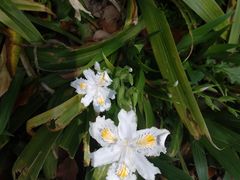 -新虹桥中心花园