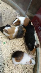 -卡通尼·Safari非洲探索乐园·生日会(金桥国际商业广场店)