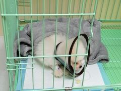 -瑞鹏宠物医院犬猫全科(真大分院)
