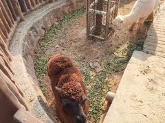 -石家庄市动物园