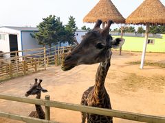 -西霞口神雕山野生动物世界