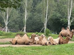 -北京野生动物园