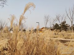 -东郊湿地公园