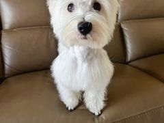 -翊宠yipet猫狗购宠庄园犬舍•猫舍