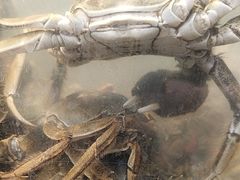 -金滏山烤肉·海鲜·火锅自助餐厅(襄阳万达店)