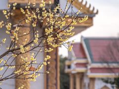-报恩禅寺