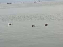 -西湖游船