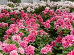 -神州牡丹园