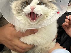 -天使宠物医院·犬猫分诊(彩虹店)