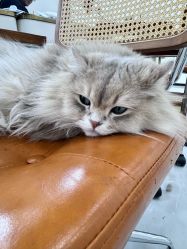 -柚子•猫美睫美甲