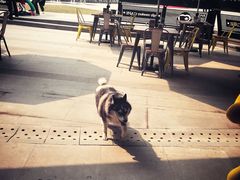 -奇醜的猴子咖啡(财信广场店)