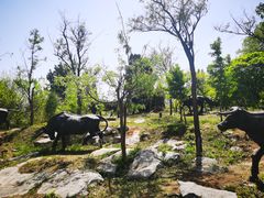 -原山国家森林公园