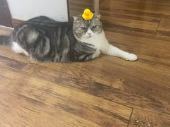 -可蒙动物医院·猫科·骨科中心(首义路店)