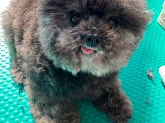 -北京观赏动物医院·24小时大型综合·猫专科·异宠专科