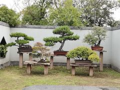 -扬州大运河文化旅游度假区·盆景园