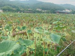 -红山村