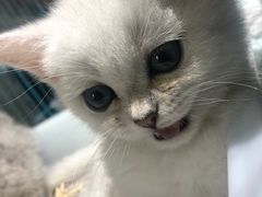 -喵zoo家庭繁育猫舍(尖东智能花园店)