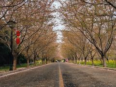 -古柏渡丰乐樱花园