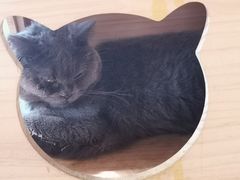 -安格丽娜·狗咖·猫咖羊驼咖(春熙路百盛商场店)