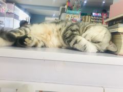 -喵的天空名猫咖啡馆·撸猫·猫舍·用品