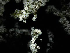 -花博汇(知音花月夜)