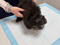 -格蕾宠物医院24H·猫科·肿瘤科·骨科中心(福州总院)
