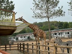 -大连森林动物园