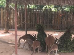 -深圳野生动物园