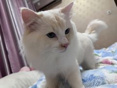 -芭比堂动物医院·犬猫全科·异宠专科(雁塔分院)