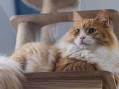 -纳吉亚猫专科动物医院博雅分院