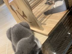 -momokira米努特·德文卷毛猫·棉花面纱犬