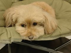 -Oh My Dog宠物沙龙(伊珊娜皮毛护理店)