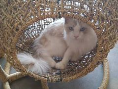 -飞行喵MR PILOT|猫舍·猫咖(静安大融城店)