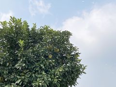 -鹅湖玫瑰文化园