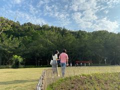 -银湖山郊野公园-相思林