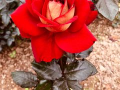 -人民公园(罗湖区)