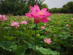 -东郊湿地公园