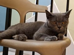 -猫房·猫吧·猫咖(龙湖时代汇店)